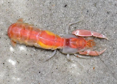 Sheepshead Swing Jig - Ghost Shrimp